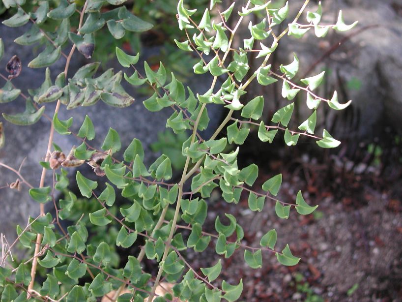 Pteridaceae Pellaea sagitata