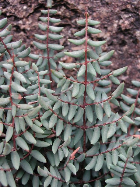 Pteridaceae Pellaea truncata