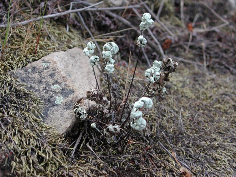 Pteridaceae Pentagramma triangularis