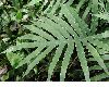 image of Phlebodium pseudoaureum
