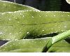 image of Phlebodium pseudoaureum