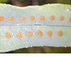 image of Phlebodium pseudoaureum