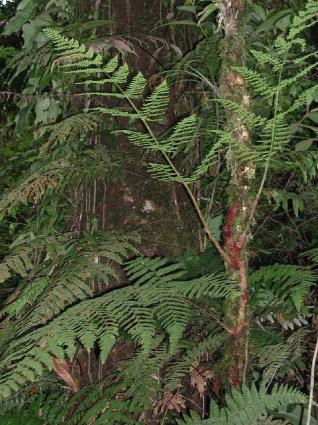 Dryopteridaceae Polybotrya alfredii