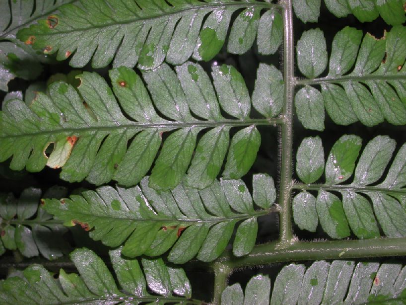 Dryopteridaceae Polybotrya alfredii