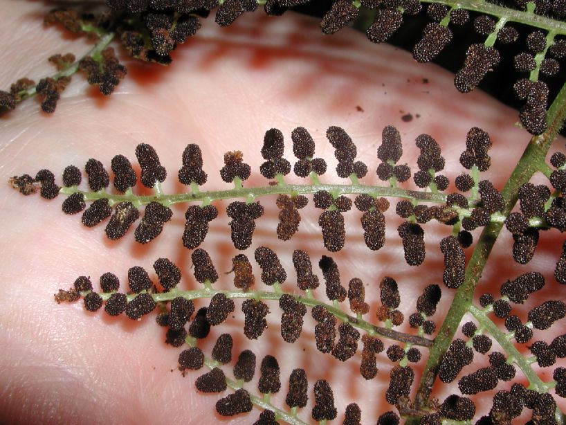 Dryopteridaceae Polybotrya alfredii