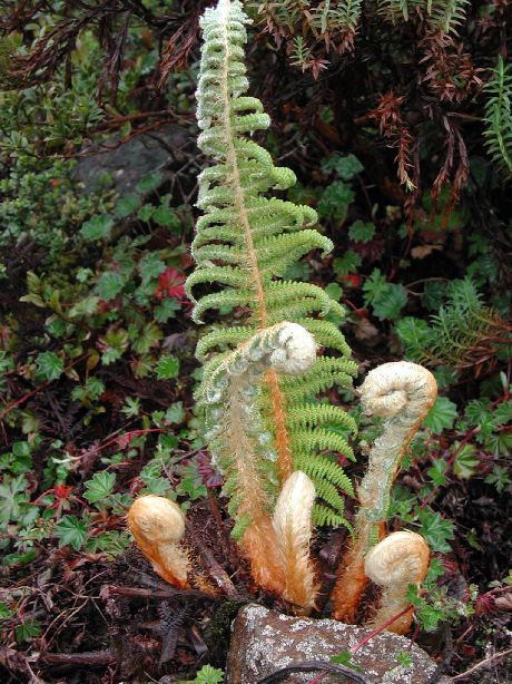 Dryopteridaceae Polystichum speciosissimum