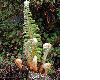 image of Polystichum speciosissimum