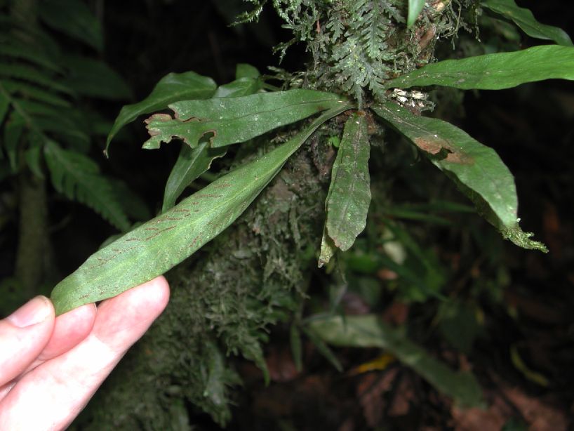 Pteridaceae Polytaenium feei