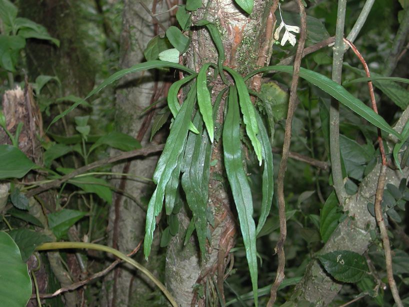 Pteridaceae Polytaenium feei