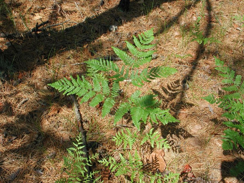 Dennstaedtiaceae Pteridium aquilinum
