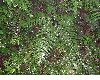 image of Pteris podophylla