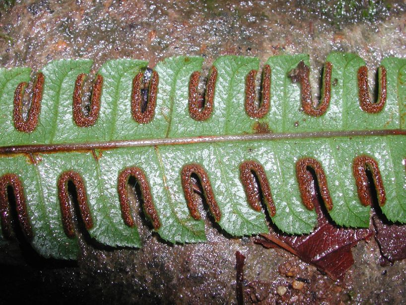 Pteridaceae Pteris podophylla