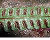 image of Pteris podophylla