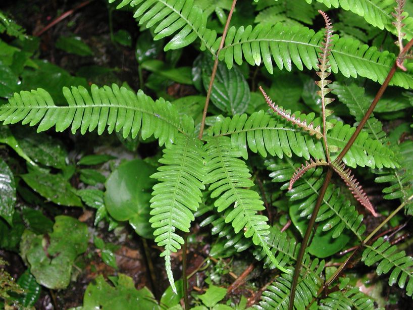 Pteridaceae Pteris quadriaurita