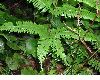 image of Pteris quadriaurita