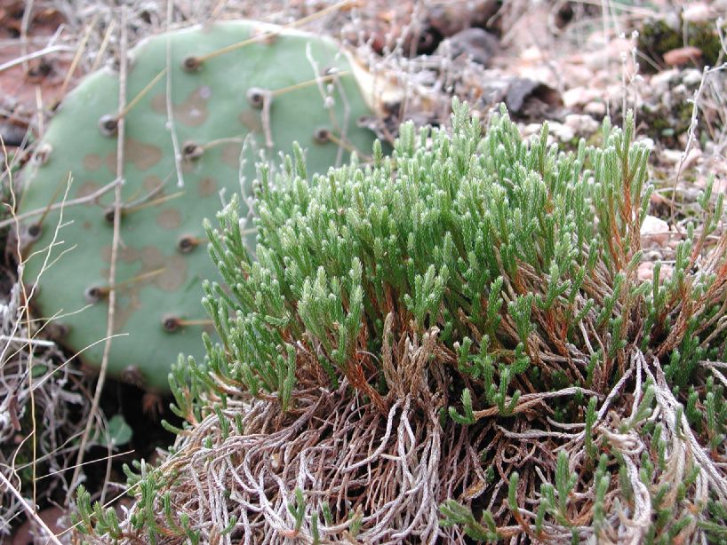 Selaginellaceae Selaginella corallina