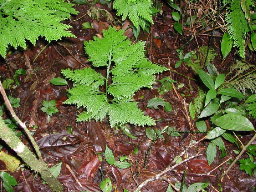 Selaginellaceae Selaginella anceps