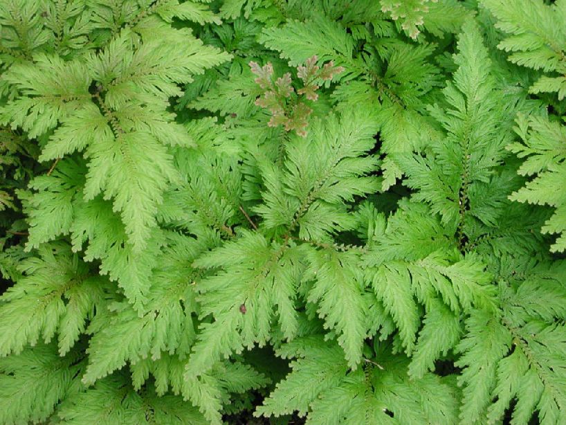 Selaginellaceae Selaginella anceps