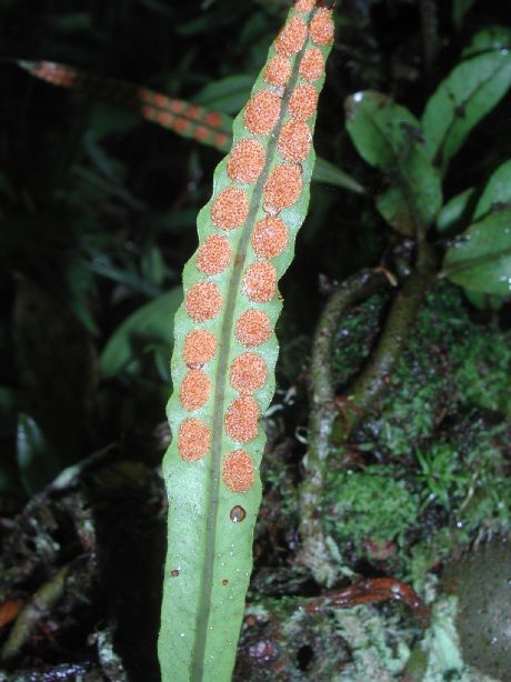 Polypodiaceae Microgramma brunei