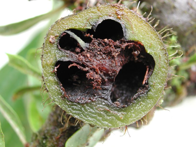 Polypodiaceae Microgramma brunei