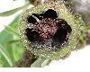 image of Microgramma brunei