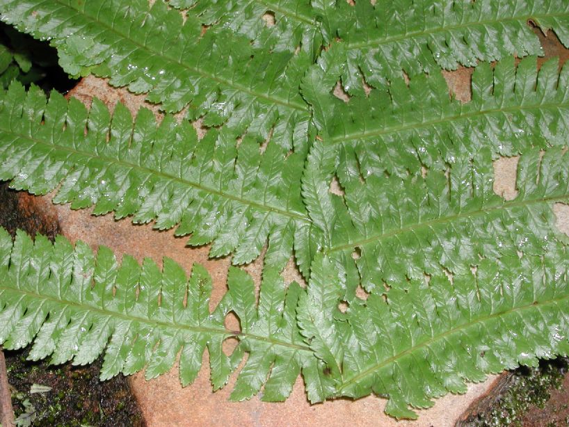 Dryopteridaceae Stigmatopteris contracta