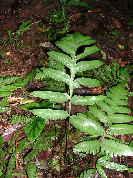 Dryopteridaceae Stigmatopteris heterophlebia