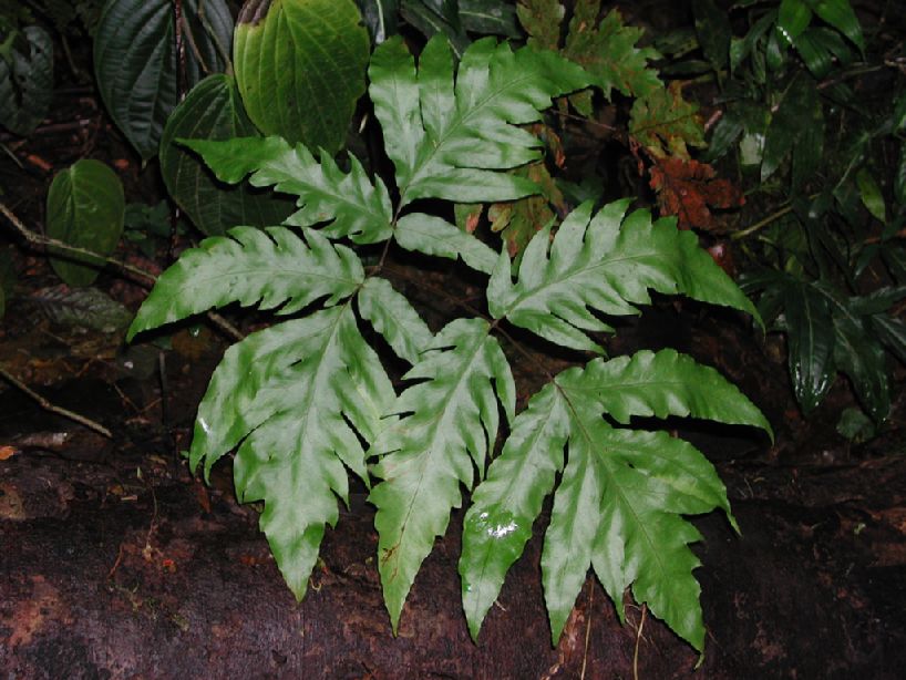Tectariaceae Tectaria athyrioides
