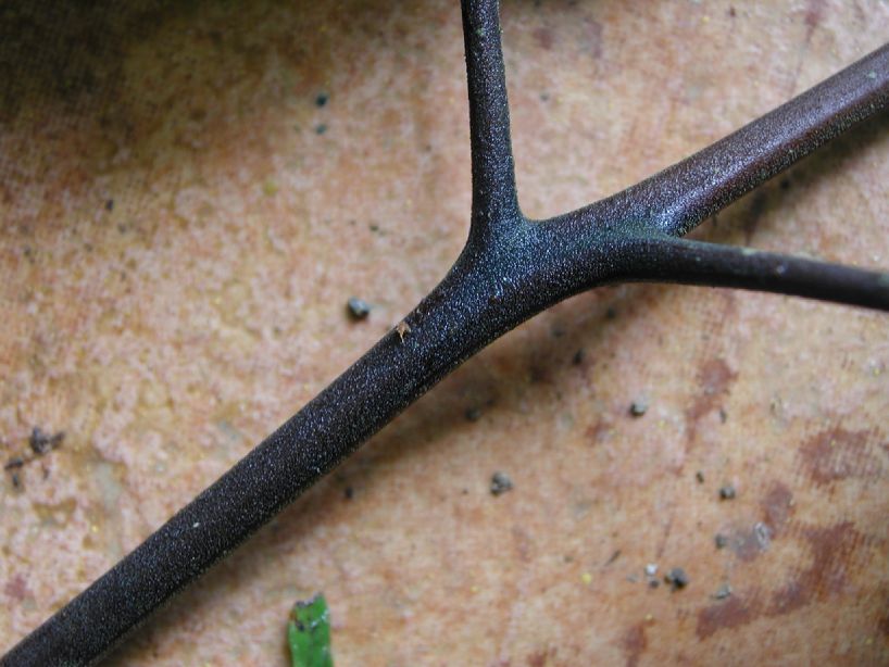Tectariaceae Tectaria athyrioides