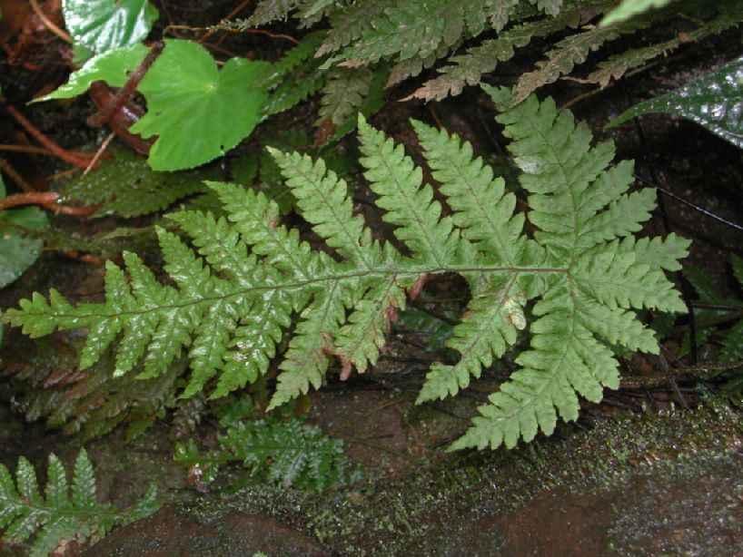 Tectariaceae Hypoderris brauniana