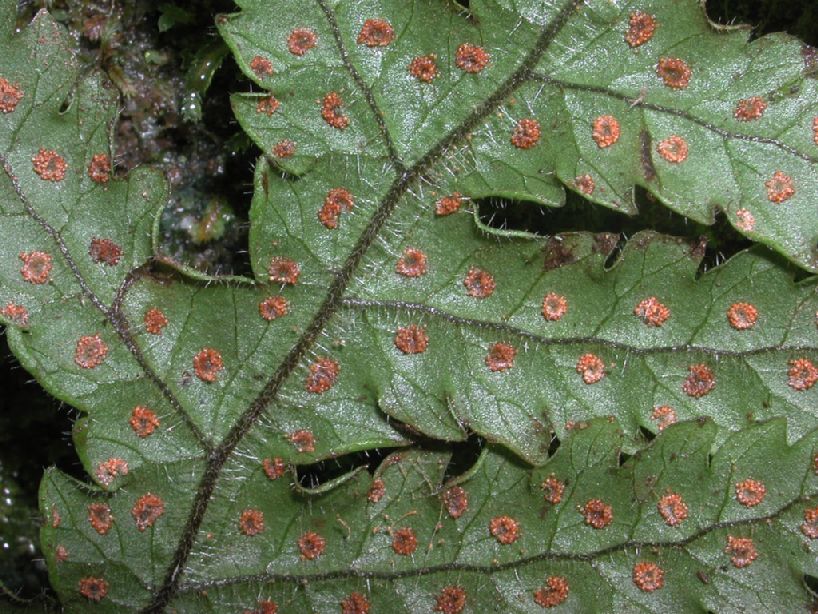 Tectariaceae Hypoderris brauniana