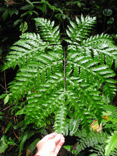 Tectariaceae Tectaria subebenea