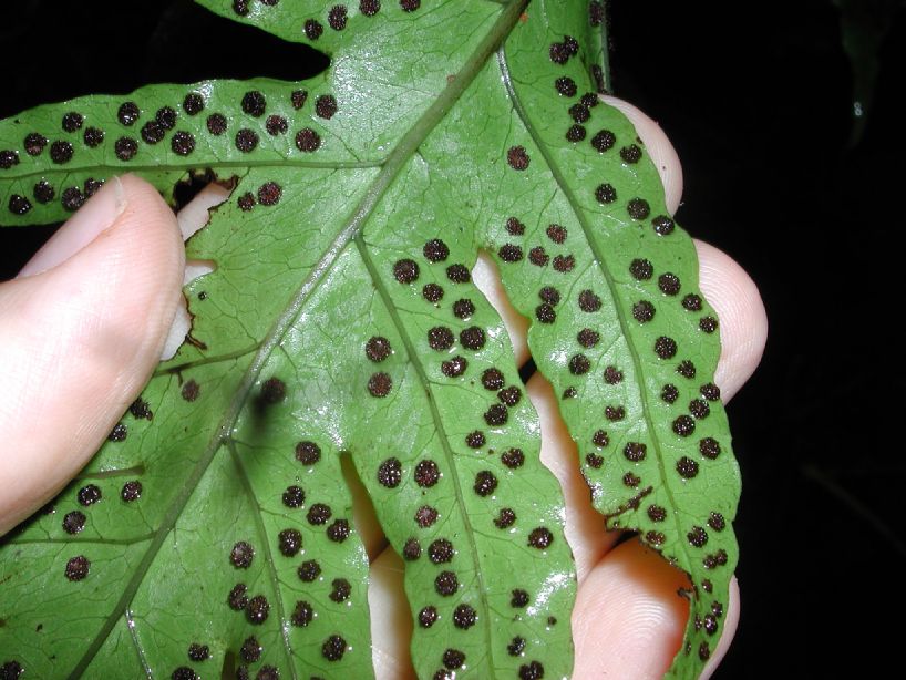 Tectariaceae Tectaria subebenea