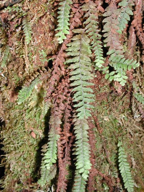 Grammitidaceae Terpsichore subscabra