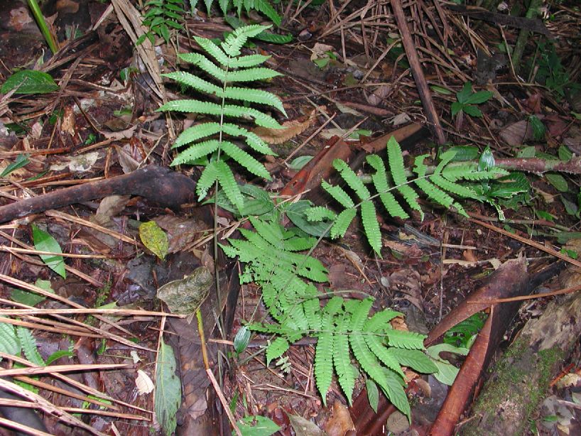 Thelypteridaceae Goniopteris 