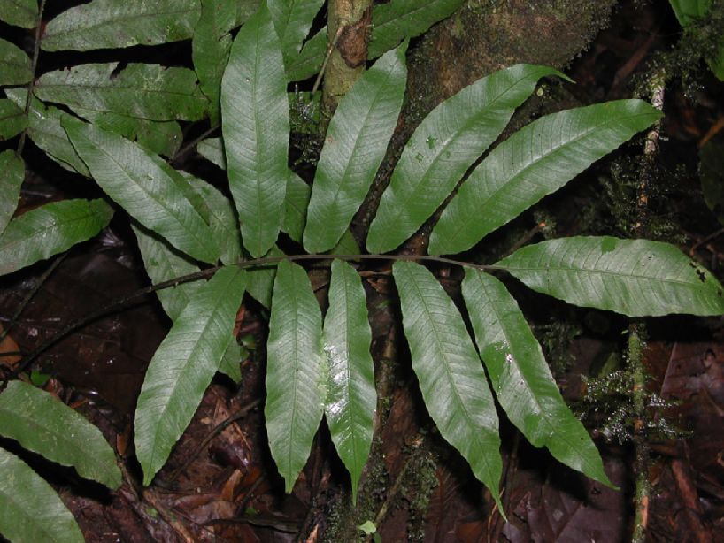 Thelypteridaceae Meniscium 