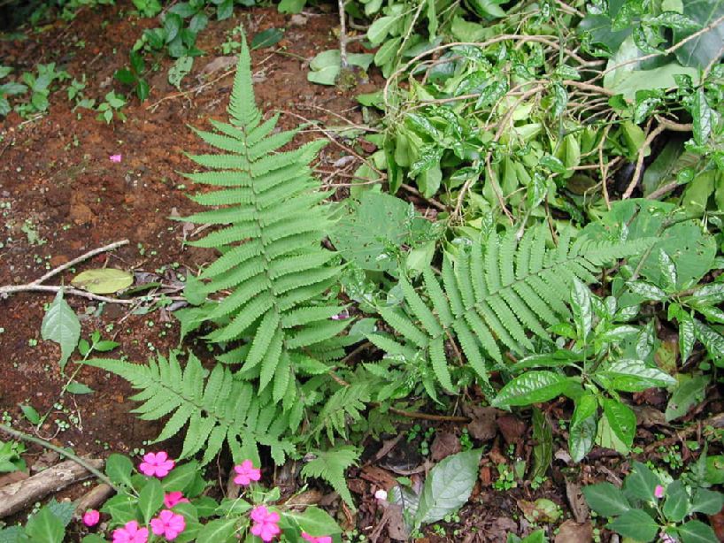 Thelypteridaceae Christella dentata