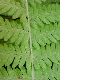 image of Thelypteris palustris