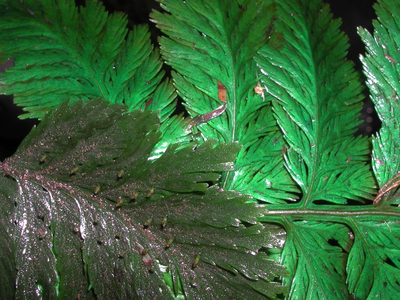 Hymenophyllaceae Trichomanes elegans