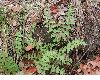 image of Woodsia 