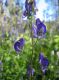 image of Aconitum columbianum