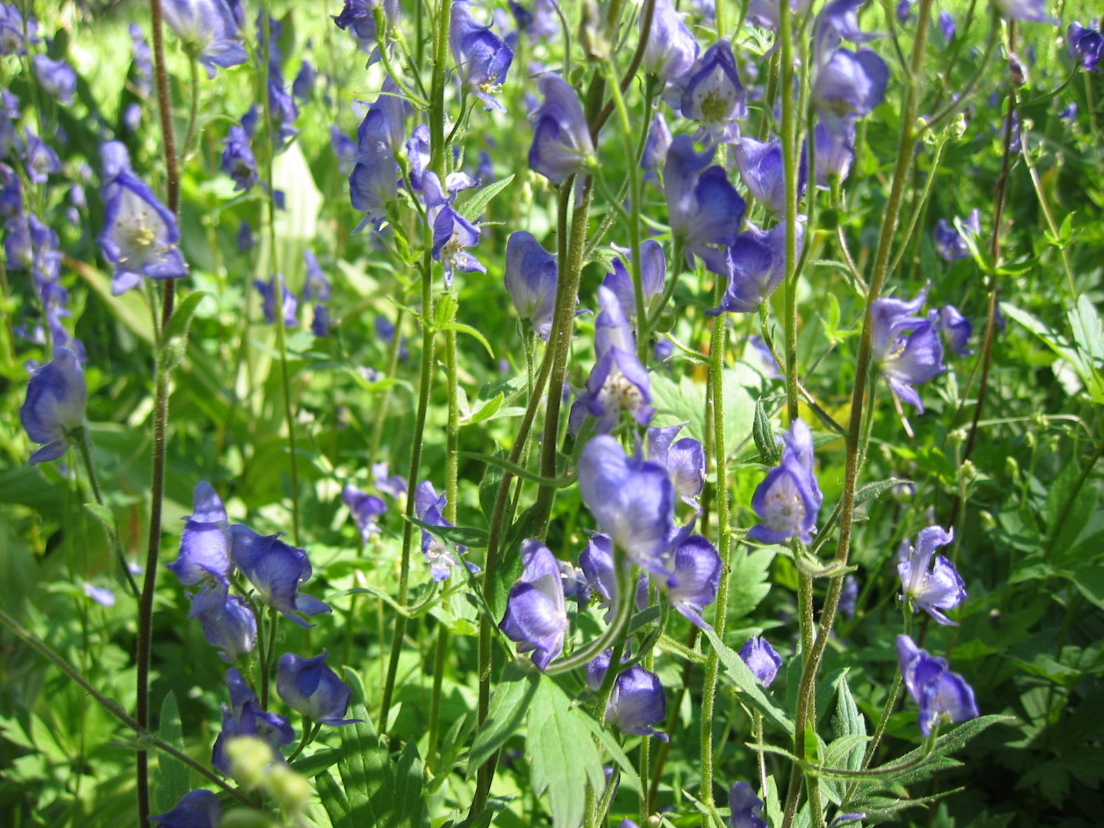 Ranunculaceae Aconitum columbianum