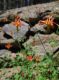 image of Aquilegia formosa