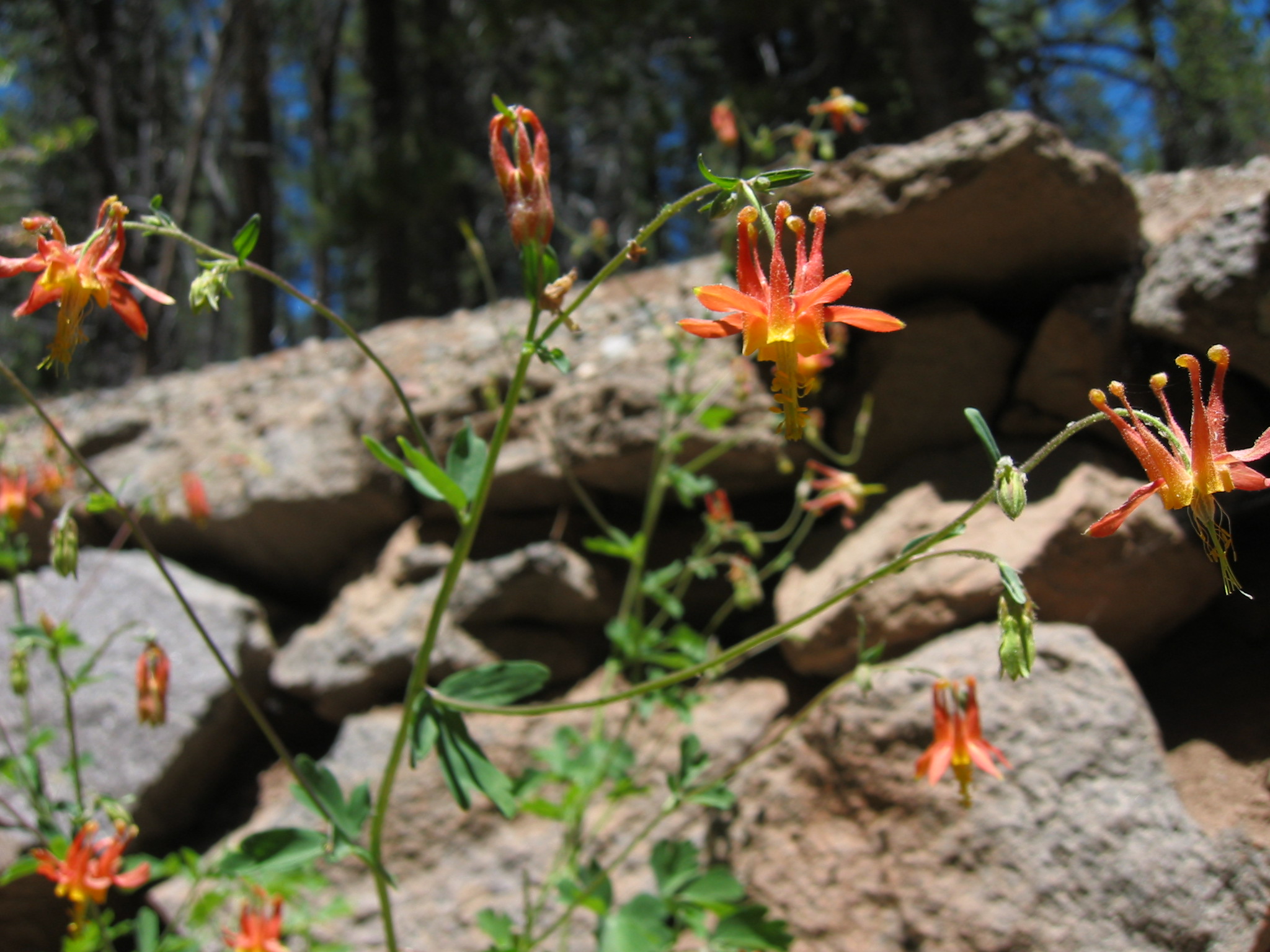 Ranunculaceae Aquilegia formosa