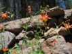 image of Aquilegia formosa