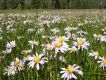 image of Aster alpigenus