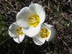 image of Calochortus leichtlinii