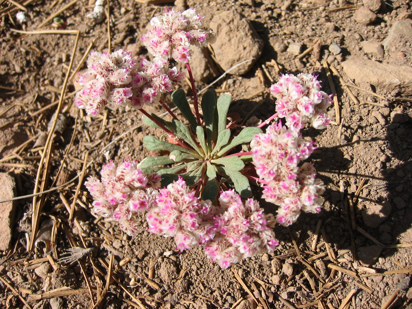 Portulacaceae Calyptridium umbellatum