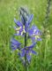 image of Camassia quamash