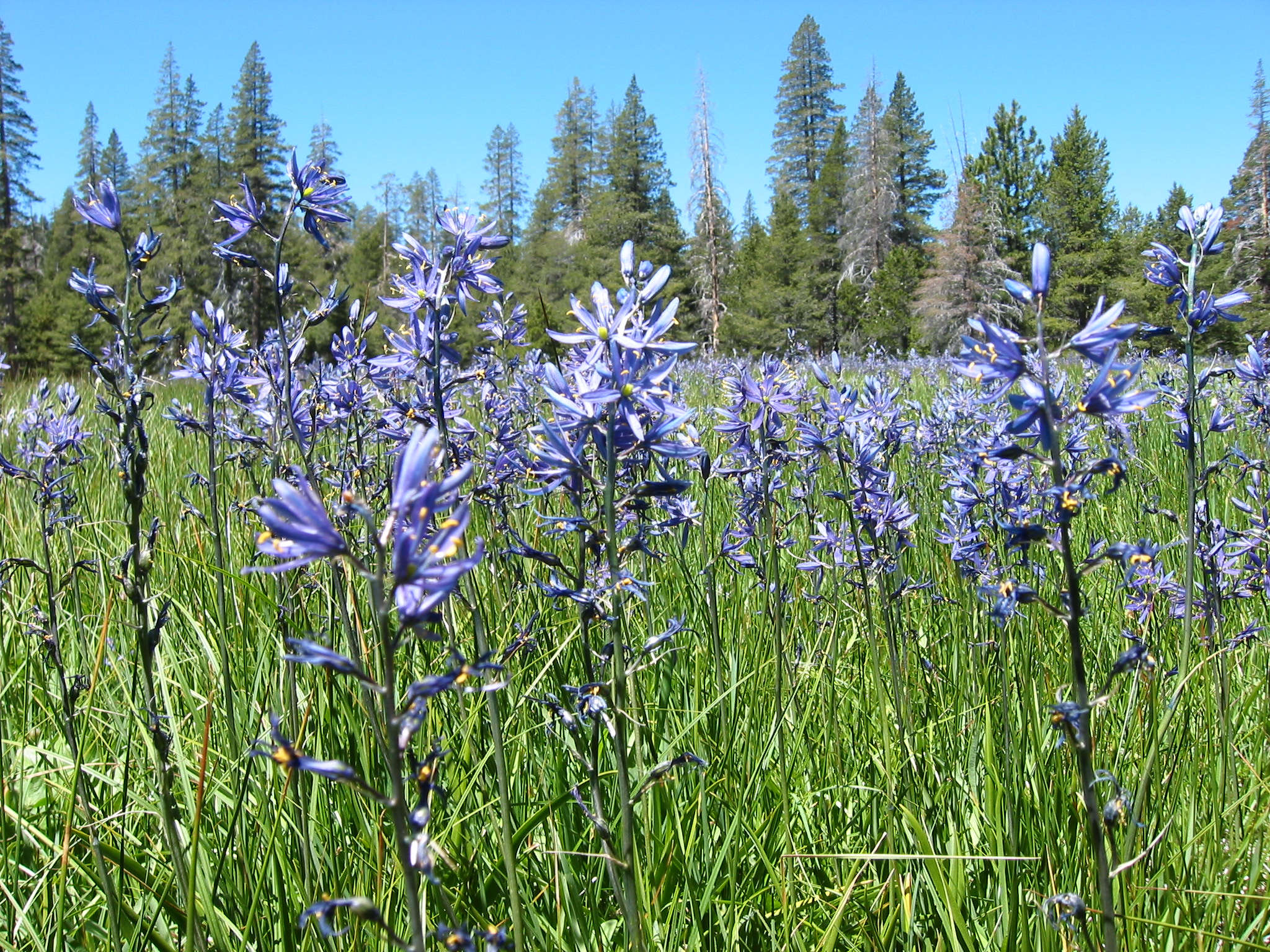 Asparagaceae Camassia quamash